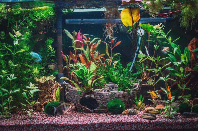 Wybór roślin do akwarium